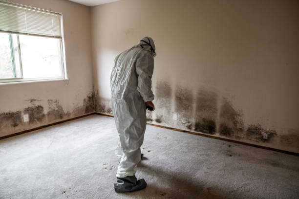 Best Mold Removal for HVAC Installations  in Susitna North, AK